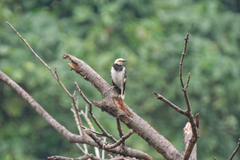Gracupica nigricollis