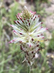 Ptilotus polystachyus