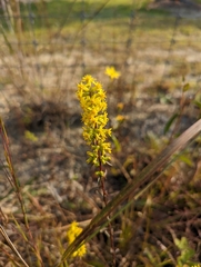 Solidago erecta