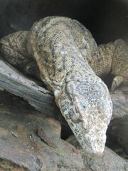 Varanus spenceri