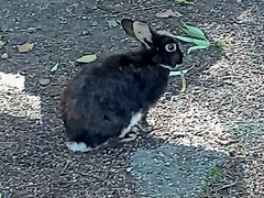 Oryctolagus cuniculus domesticus
