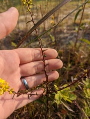 Solidago erecta