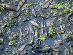 Leucaspius delineatus