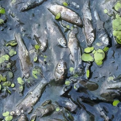 Leucaspius delineatus