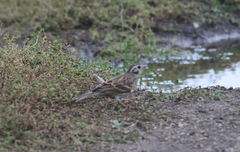 Emberiza citrinella × leucocephalos