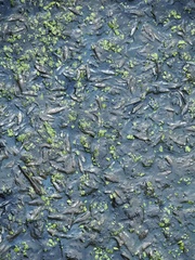 Leucaspius delineatus