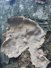 Stereum rugosum
