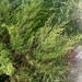 Artemisia scoparia - Photo (c) Екатерина, algunos derechos reservados (CC BY-NC), subido por Екатерина