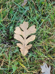 Quercus macrocarpa