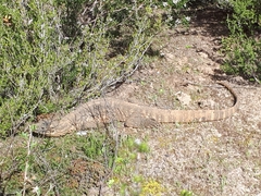 Varanus rosenbergi