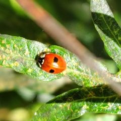 Adalia bipunctata