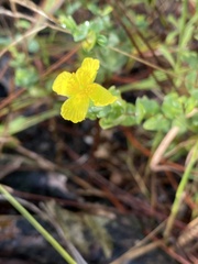 Hypericum tetrapetalum