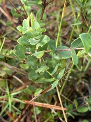 Hypericum tetrapetalum
