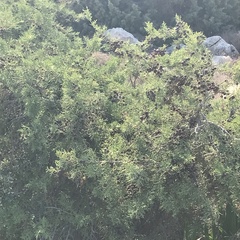 Juniperus turbinata