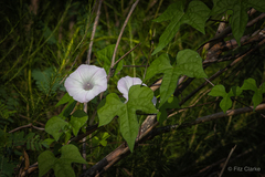 Ipomoea sagittata