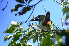 Aulacorhynchus prasinus