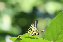 Graphium antiphates