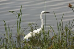 Ardea alba