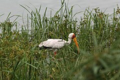 Mycteria ibis