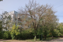 Agrilus planipennis