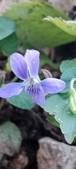 Viola reichenbachiana