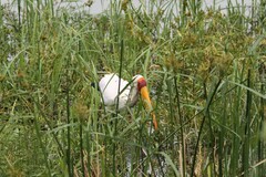 Mycteria ibis