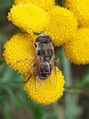 Eristalis