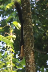 Ratufa bicolor