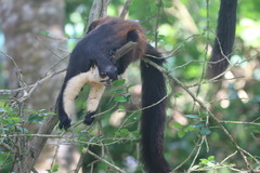 Ratufa bicolor