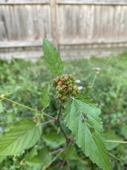 Malvaceae