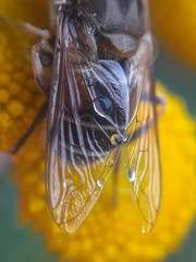 Eristalis
