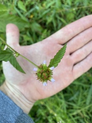 Malvaceae
