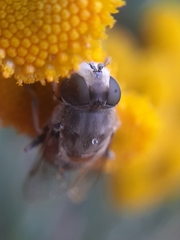 Eristalis