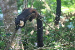 Ratufa bicolor