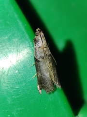 Acrobasis sodalella