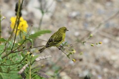 Crithagra citrinelloides