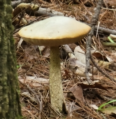 Leccinum holopus