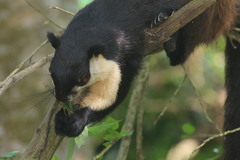 Ratufa bicolor