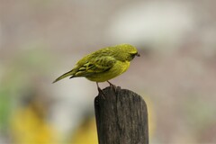 Crithagra citrinelloides