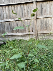 Malvaceae