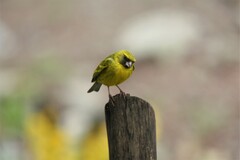 Crithagra citrinelloides