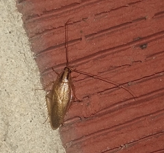 Blattella