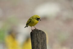 Crithagra citrinelloides