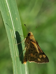 Taractrocerini