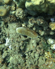 Ctenactis crassa
