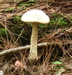 Leccinum holopus