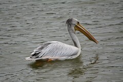 Pelecanus rufescens
