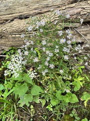 Symphyotrichum prenanthoides