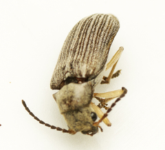 Notodascillus sublineatus