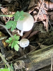 Cuphophyllus virgineus